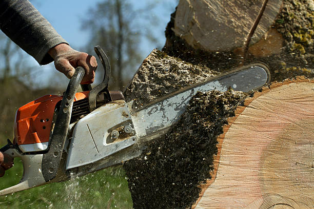 How Our Tree Care Process Works  in  Rochester, MI